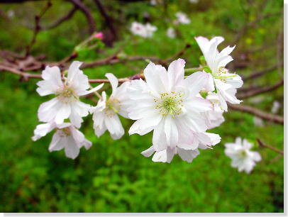 2012四季の山野草 9sep_photo