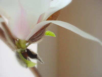 木蓮