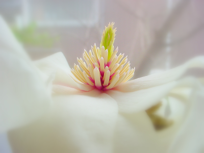 木蓮