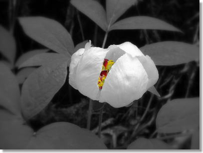�T���l�C��������H�ʐ^