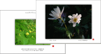 �T���l�C��POSTCARD�@���{��������������