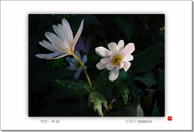 postcard_�ኄ���